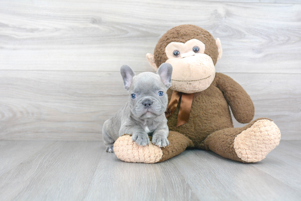 Small French Bulldog Purebred Pup