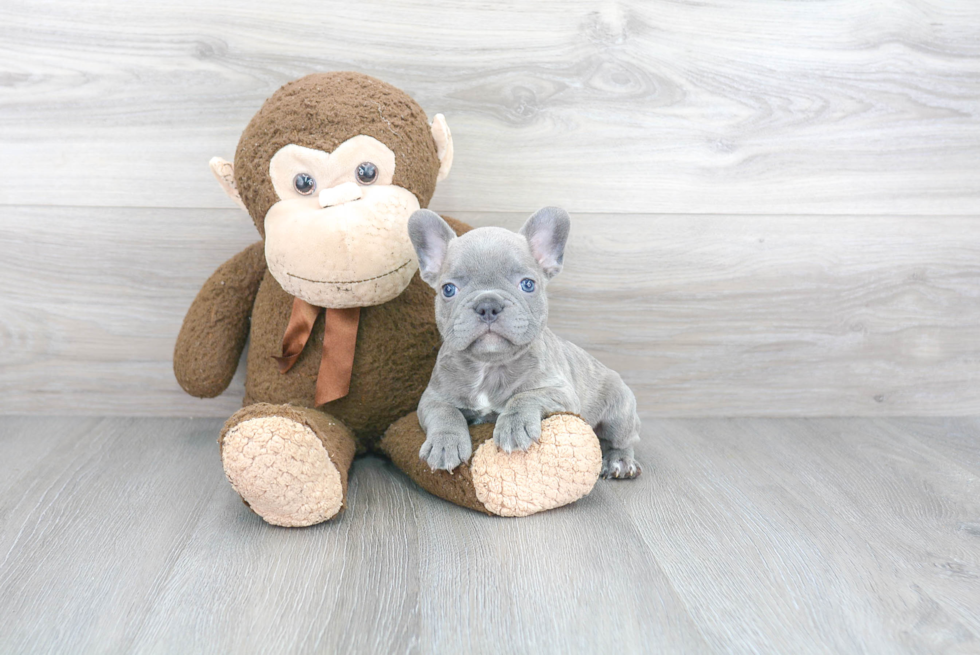 Small French Bulldog Purebred Pup