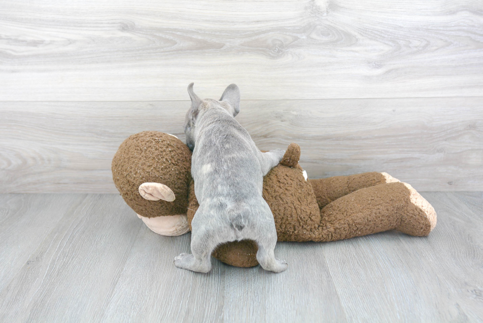 French Bulldog Pup Being Cute