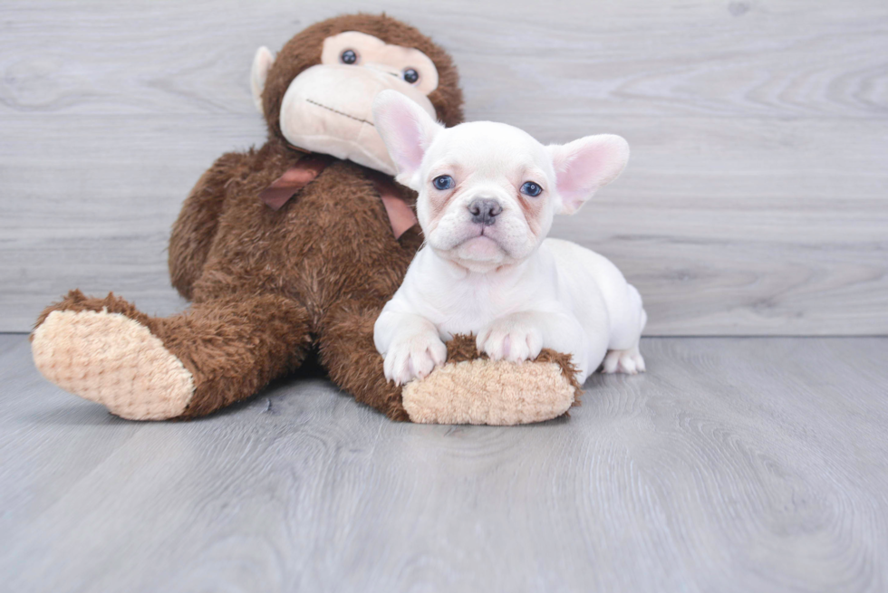 French Bulldog Pup Being Cute