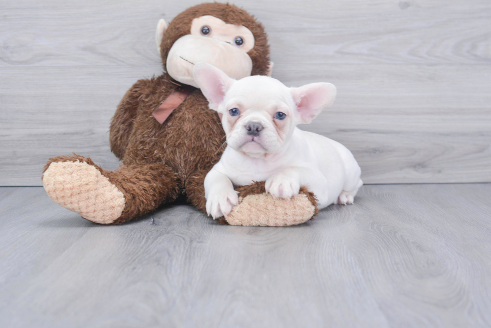 Best French Bulldog Baby