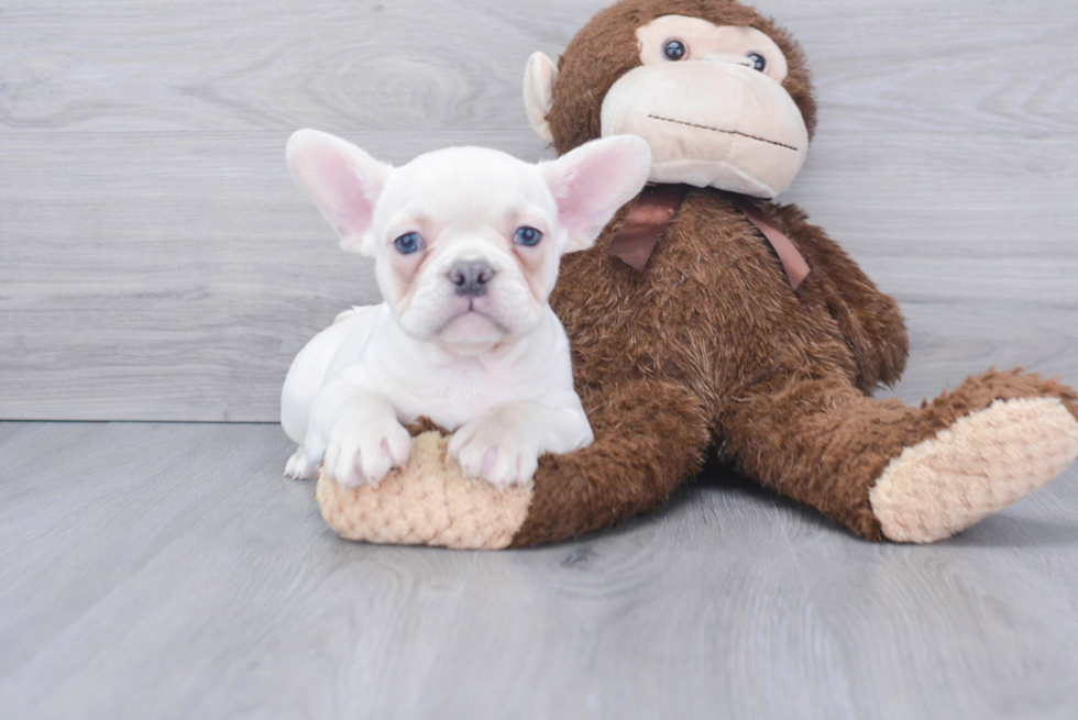 Best French Bulldog Baby