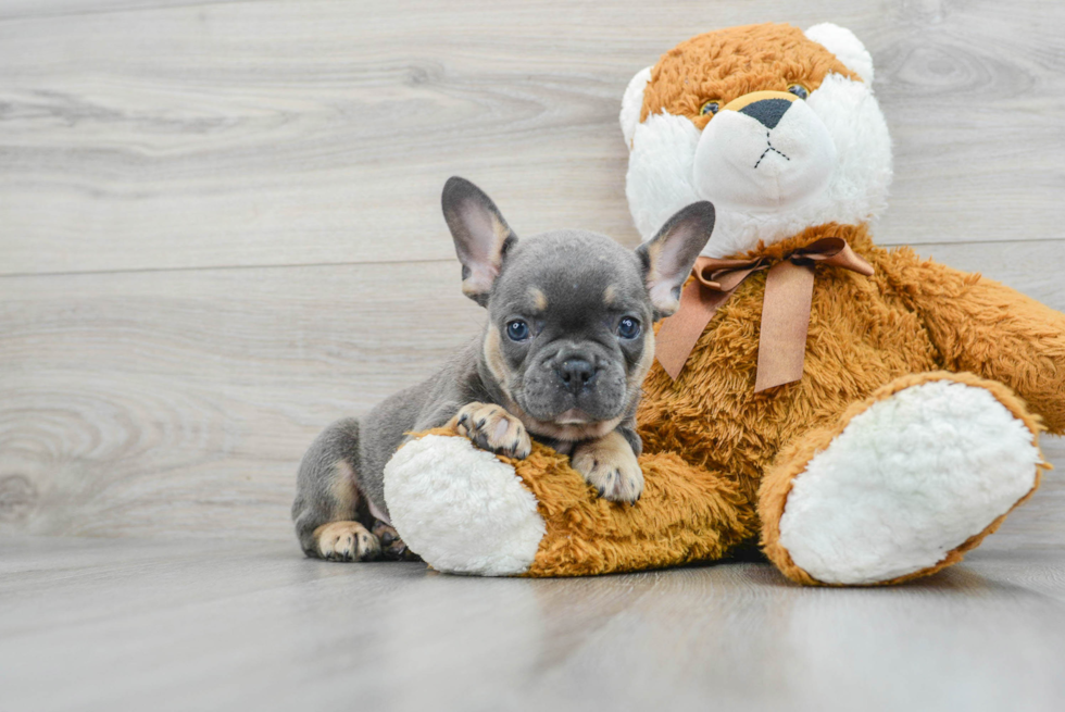 Sweet Frenchie Purebred Puppy