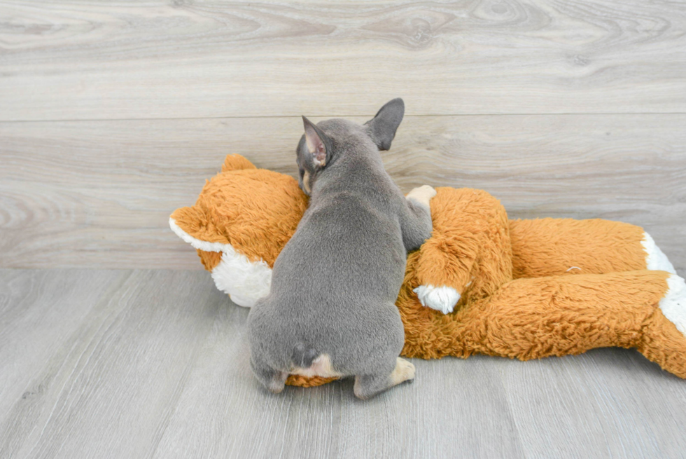 Playful French Bulldog Baby