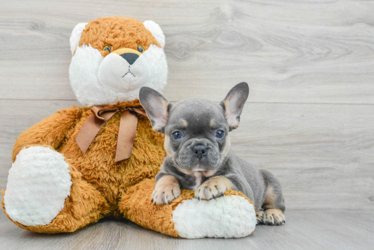 Akc Registered French Bulldog Purebred Pup