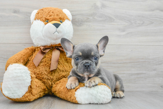 Akc Registered French Bulldog Purebred Pup