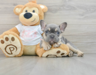 8 week old French Bulldog Puppy For Sale - Premier Pups