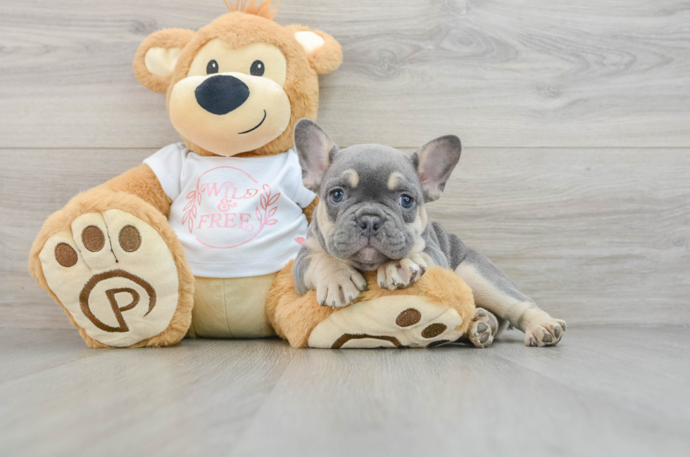 7 week old French Bulldog Puppy For Sale - Premier Pups