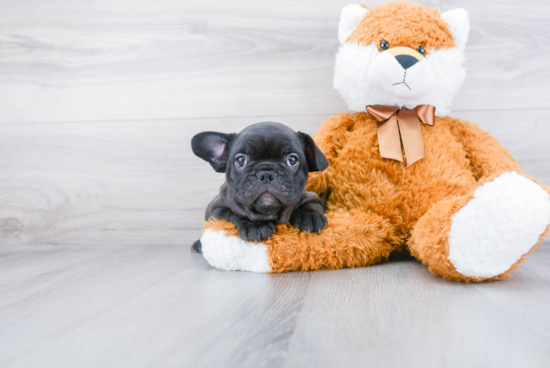 Cute Frenchie Purebred Puppy