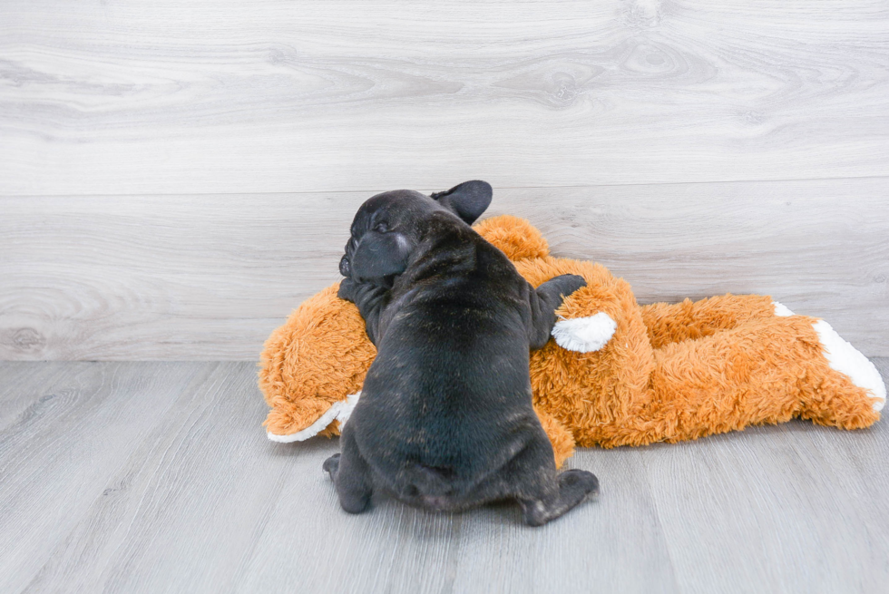 French Bulldog Pup Being Cute