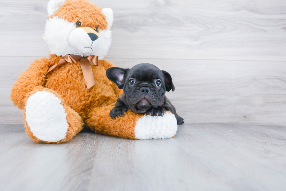 Smart Frenchie Purebred Puppy