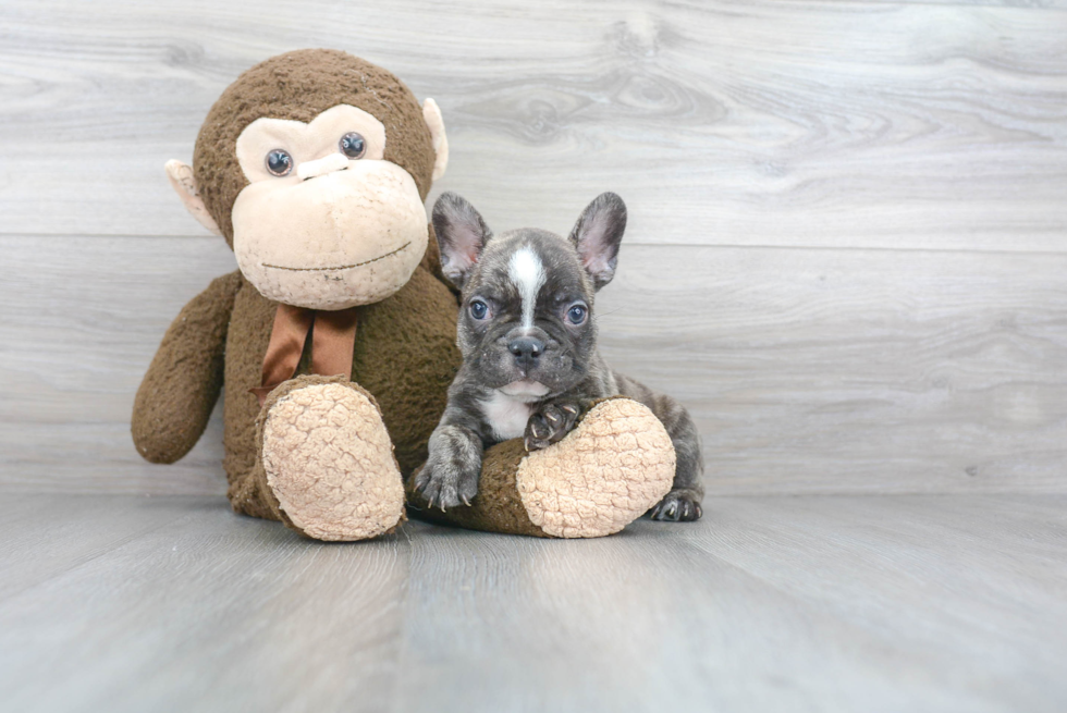 Petite Frenchie Purebred Puppy