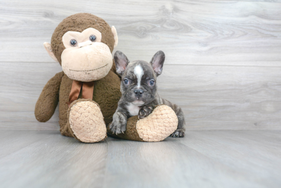 Petite Frenchie Purebred Puppy