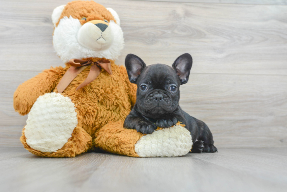 French Bulldog Puppy for Adoption