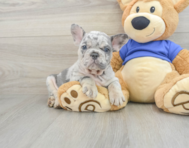 8 week old French Bulldog Puppy For Sale - Premier Pups