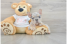 French Bulldog Puppy for Adoption