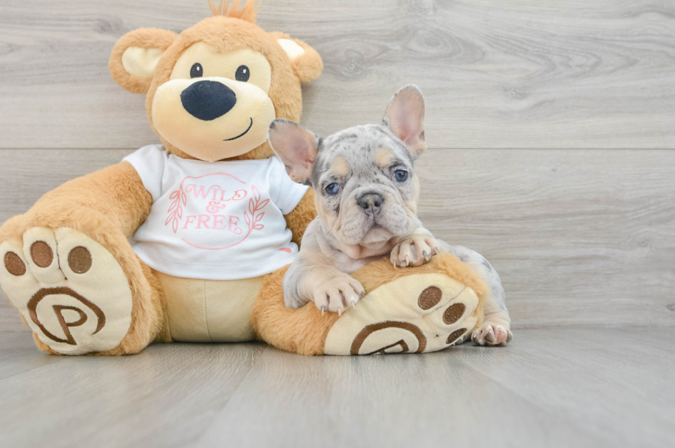 7 week old French Bulldog Puppy For Sale - Premier Pups