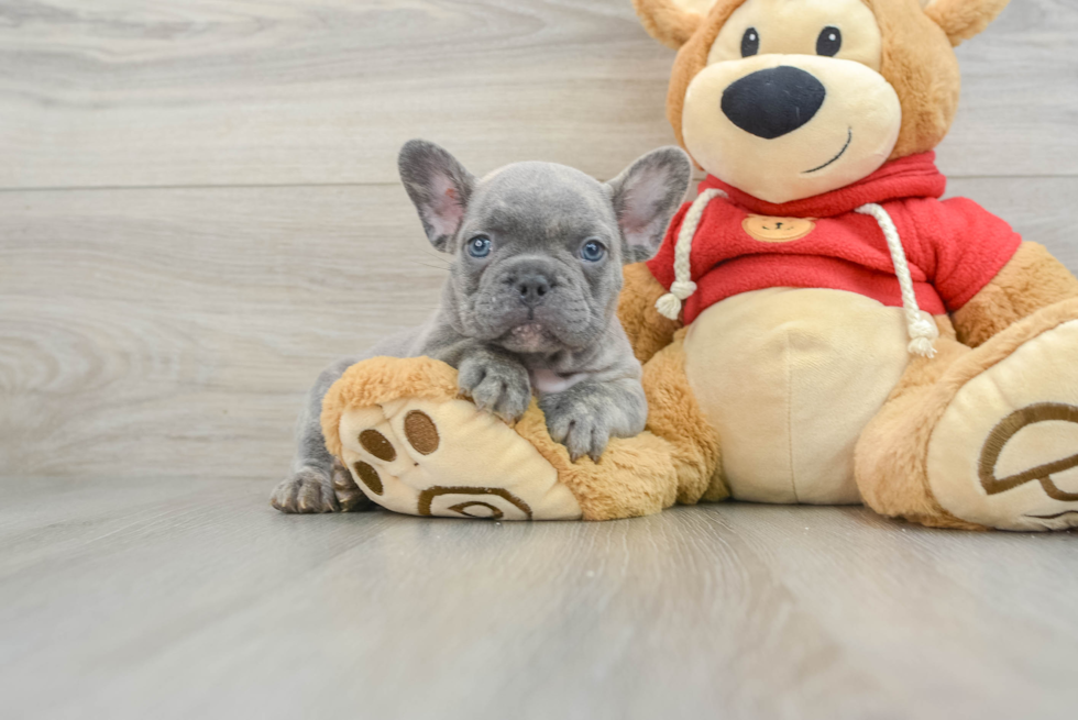 Best French Bulldog Baby