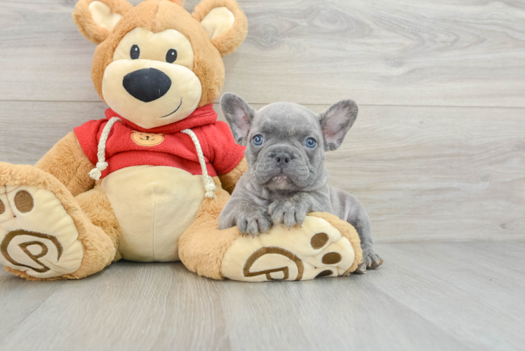 French Bulldog Puppy for Adoption