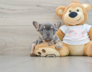 8 week old French Bulldog Puppy For Sale - Premier Pups