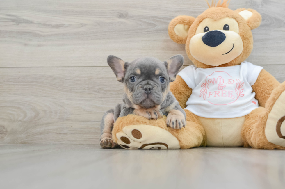 7 week old French Bulldog Puppy For Sale - Premier Pups