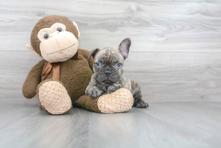 French Bulldog Puppy for Adoption