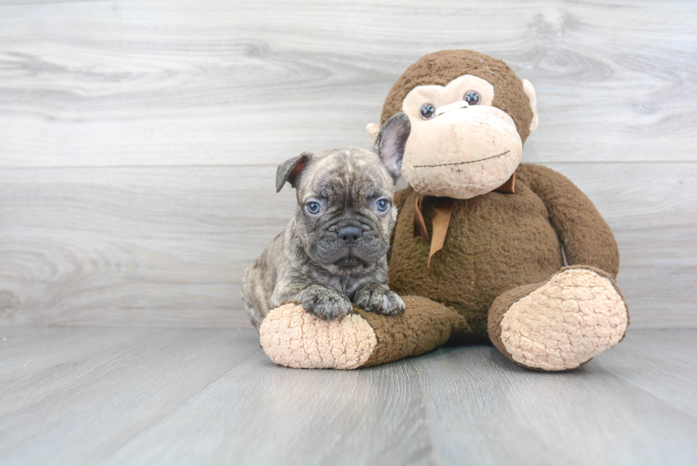 Friendly French Bulldog Purebred Pup