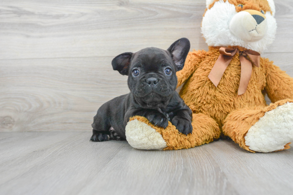 French Bulldog Puppy for Adoption