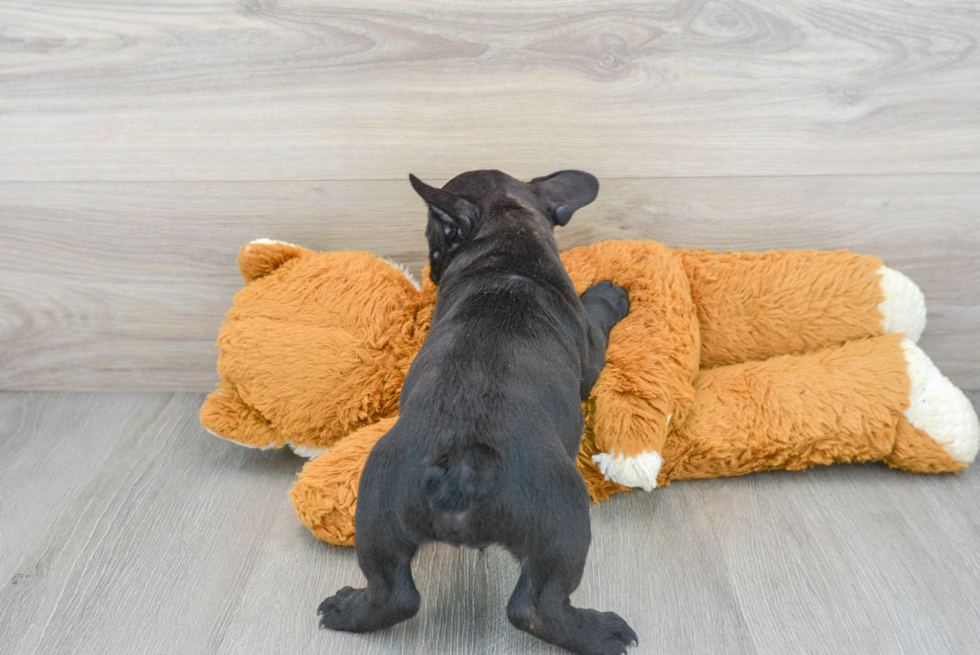 French Bulldog Puppy for Adoption