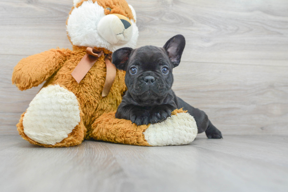 French Bulldog Pup Being Cute