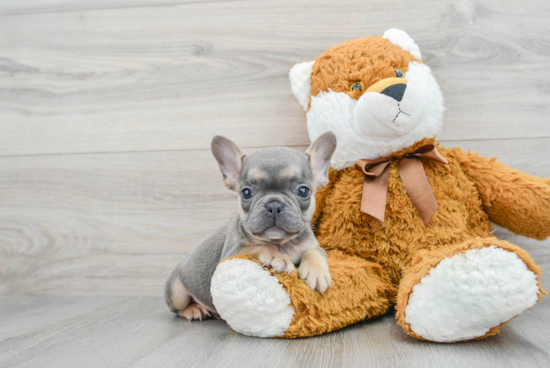 Petite Frenchie Purebred Puppy