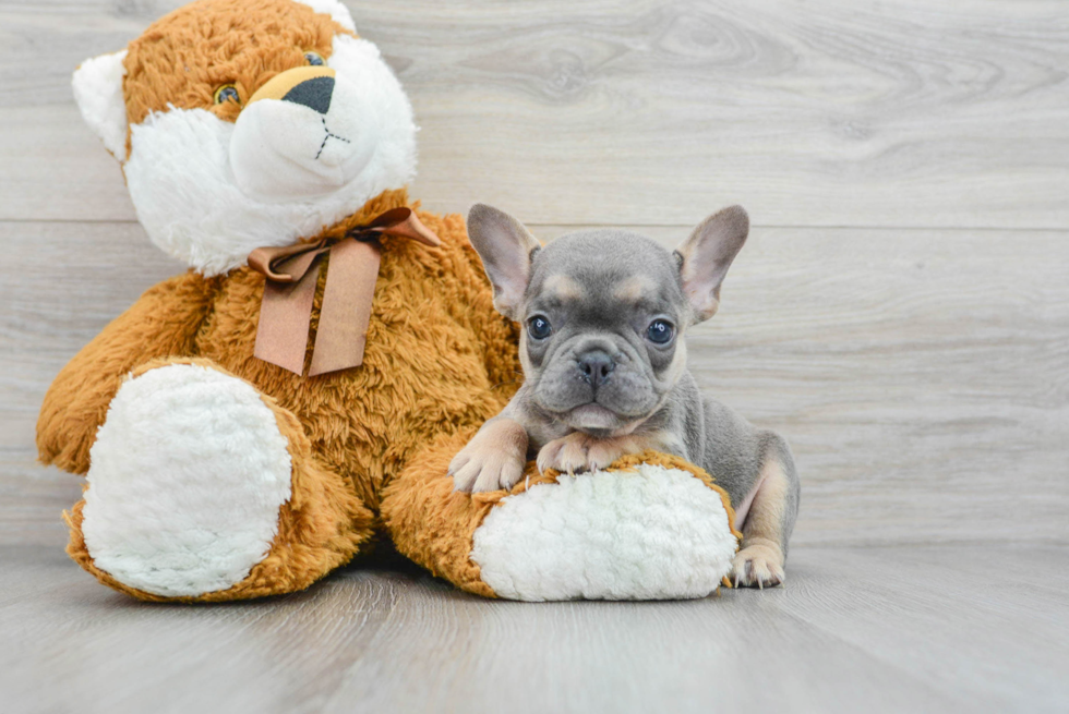 Adorable Frenchie Purebred Puppy