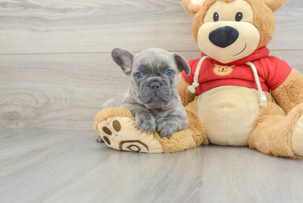 Popular French Bulldog Baby