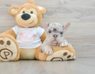 8 week old French Bulldog Puppy For Sale - Premier Pups