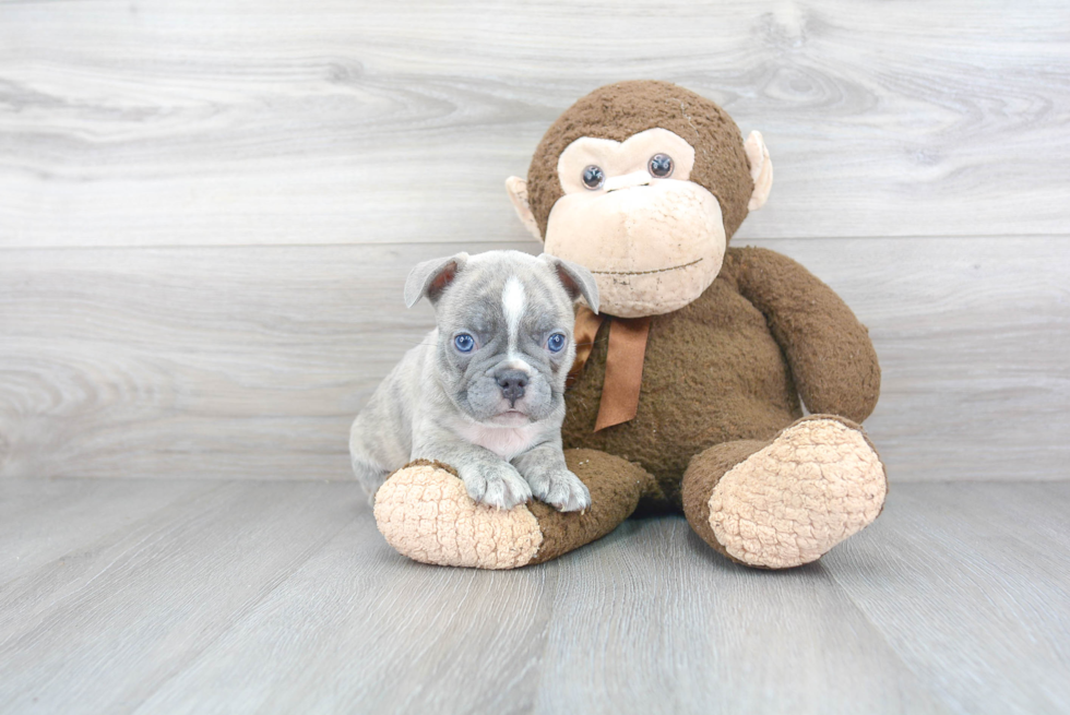 Best French Bulldog Baby