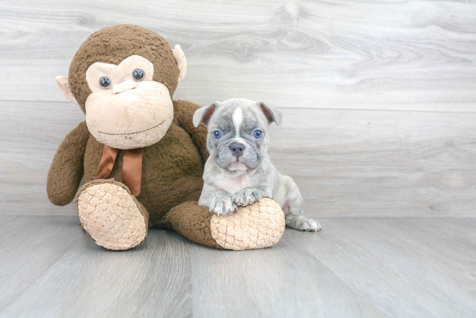 French Bulldog Pup Being Cute