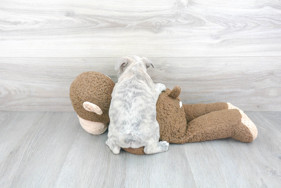 Playful French Bulldog Purebred Pup