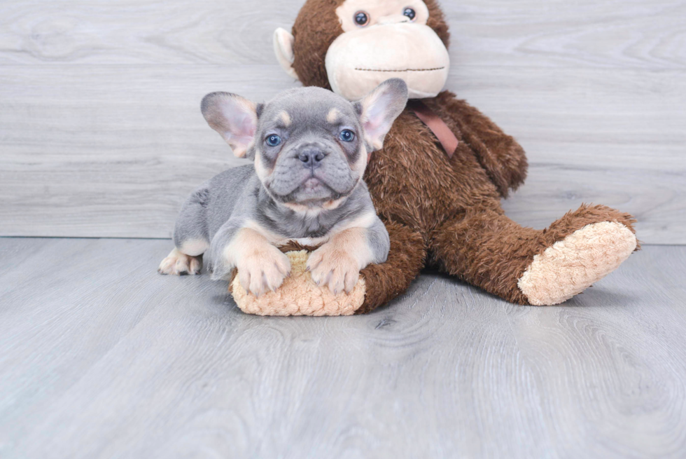 Akc Registered French Bulldog Baby