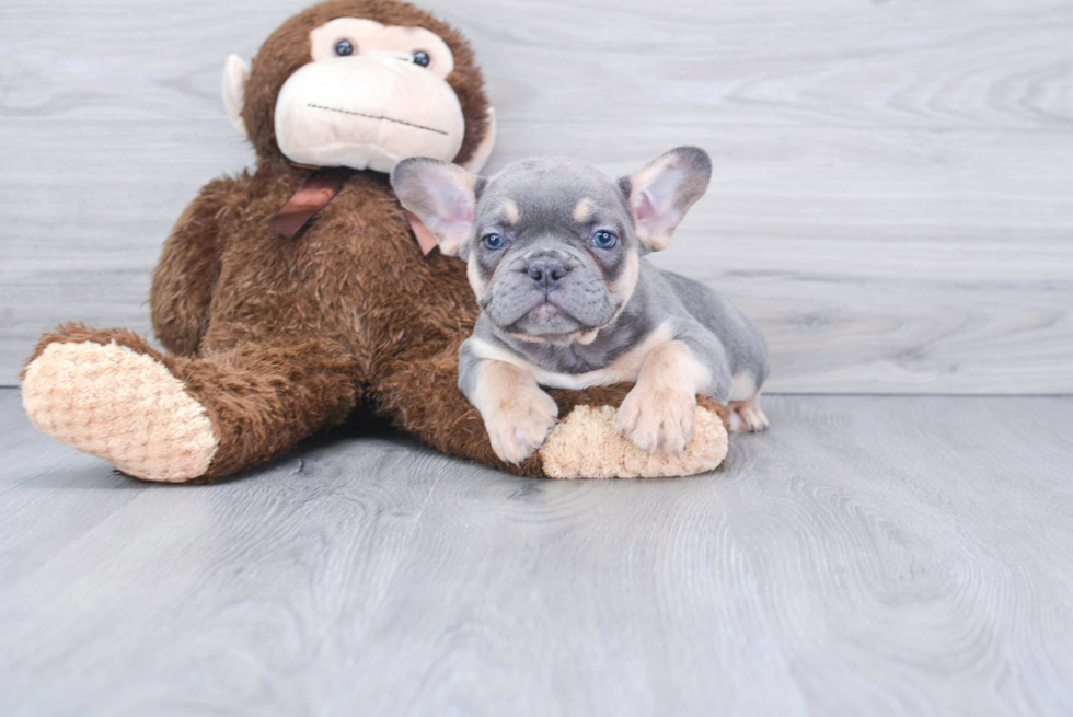 Best French Bulldog Baby