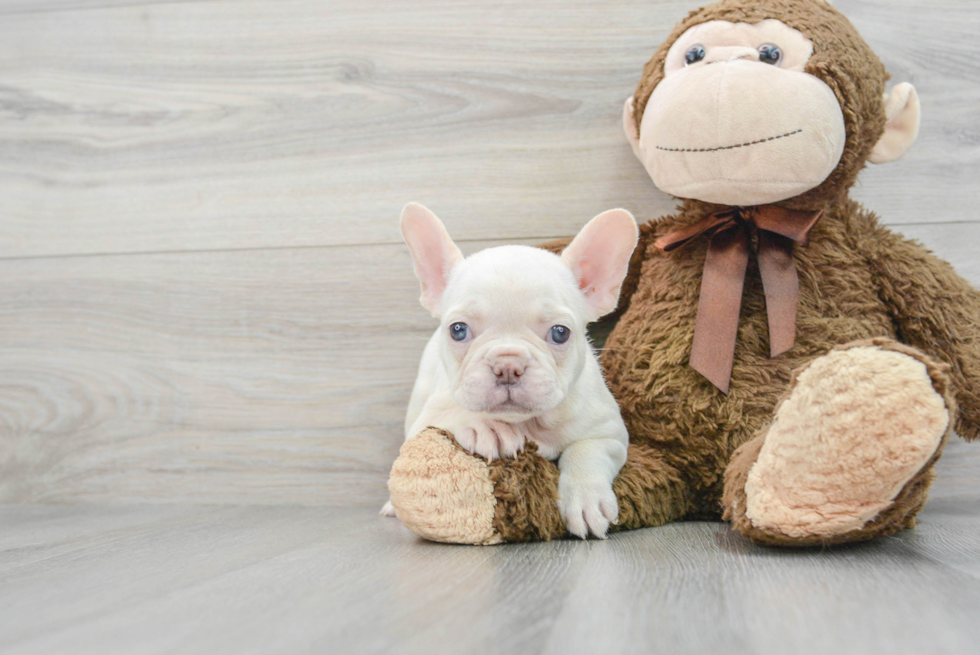 French Bulldog Puppy for Adoption