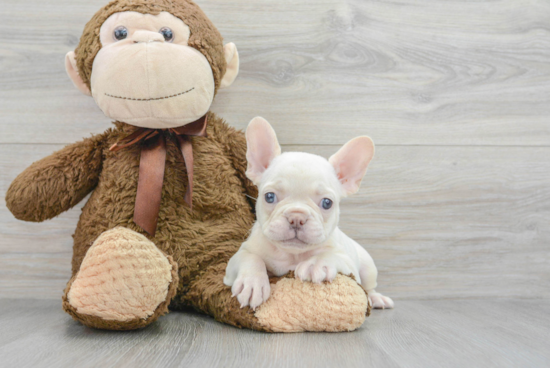 Hypoallergenic French Bulldog Purebred Pup