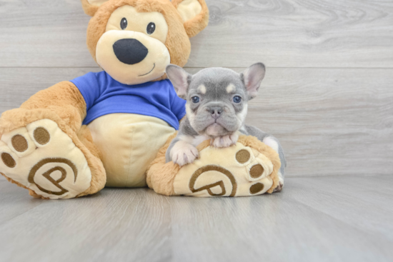 Akc Registered French Bulldog Baby