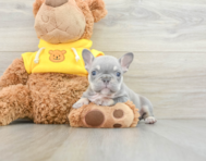 6 week old French Bulldog Puppy For Sale - Premier Pups
