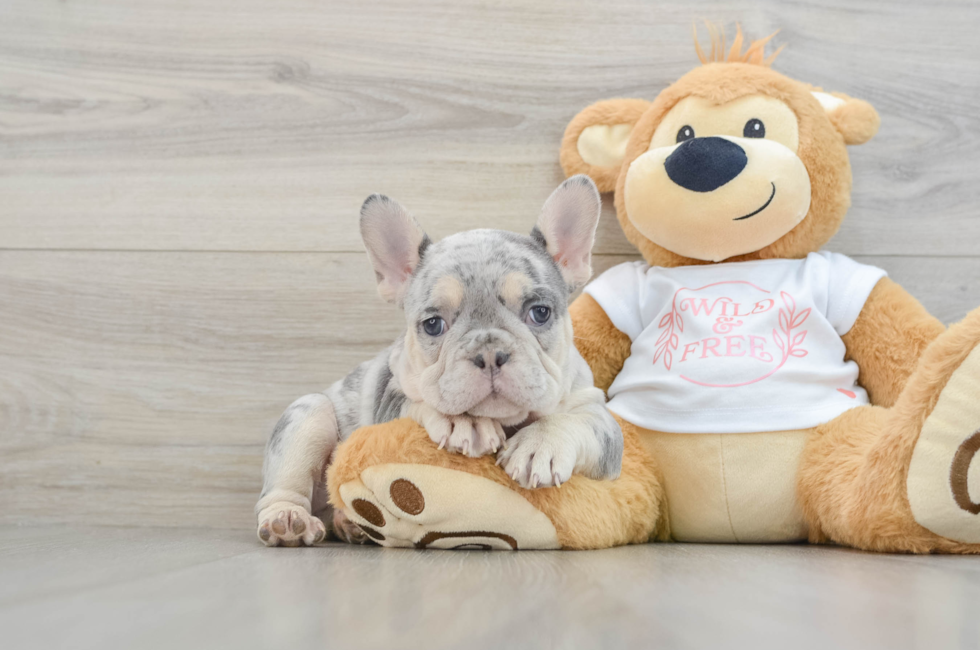 7 week old French Bulldog Puppy For Sale - Premier Pups