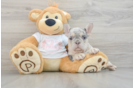 Best French Bulldog Baby