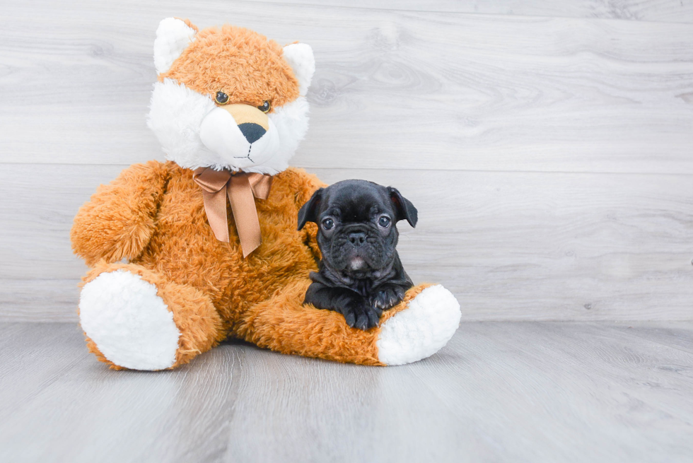 Smart Frenchie Purebred Puppy