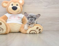 8 week old French Bulldog Puppy For Sale - Premier Pups