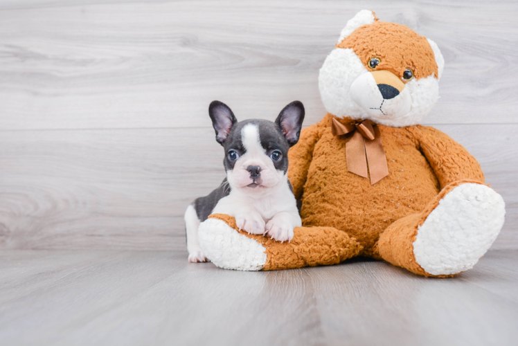 French Bulldog Pup Being Cute