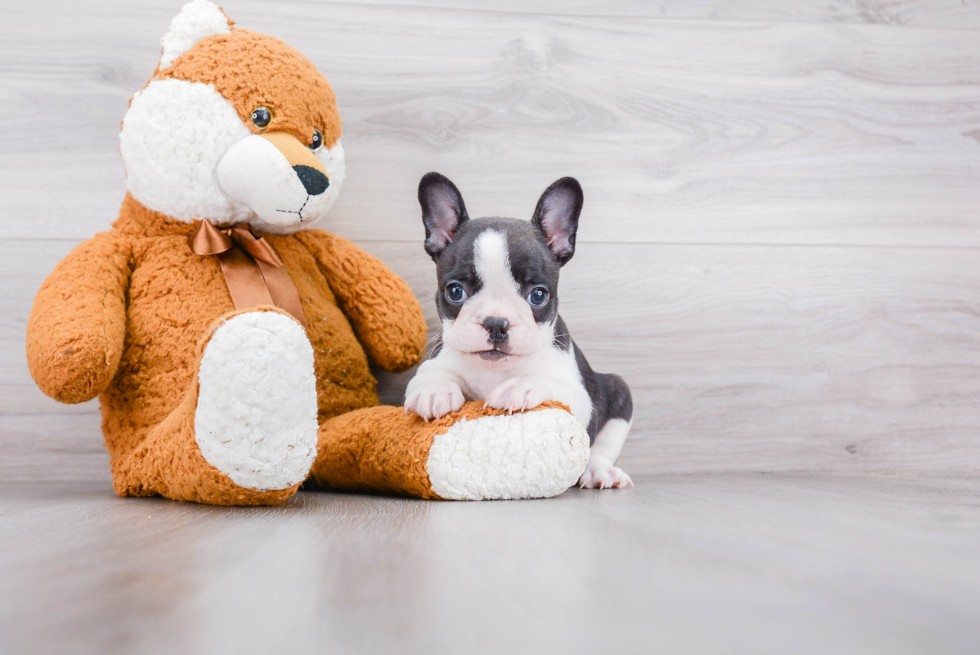 Happy Frenchie Purebred Puppy