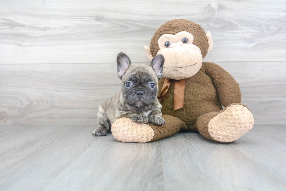 Funny French Bulldog Purebred Pup